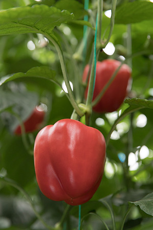 Peppers_DR6018PB_0059