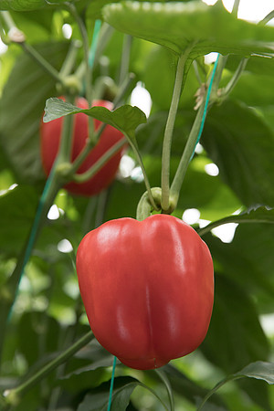 Peppers_DR6018PB_0055