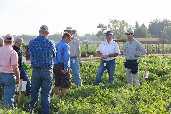 Watermelon_FieldDays_Woodland_CA_0070