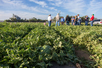 Watermelon_FieldDays_Woodland_CA_0075