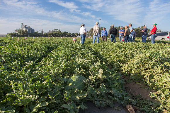 Watermelon_FieldDays_Woodland_CA_0075