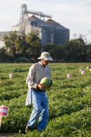 Watermelon_FieldDays_Woodland_CA_0027