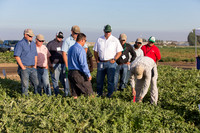 Watermelon_FieldDays_Woodland_CA_0031