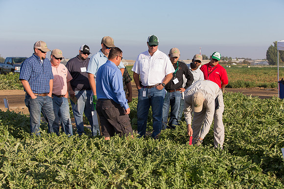 Watermelon_FieldDays_Woodland_CA_0031