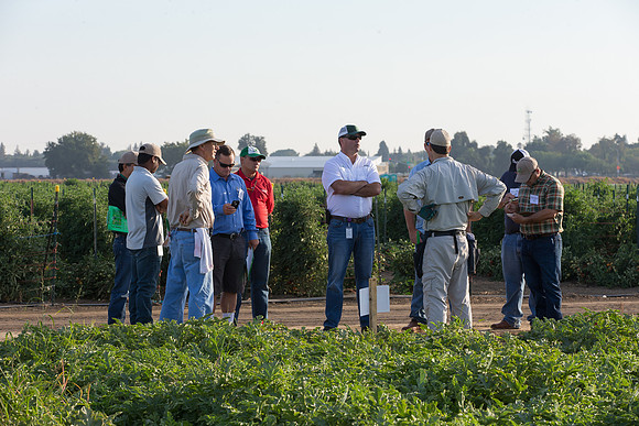 Watermelon_FieldDays_Woodland_CA_0006