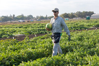 Watermelon_FieldDays_Woodland_CA_0090