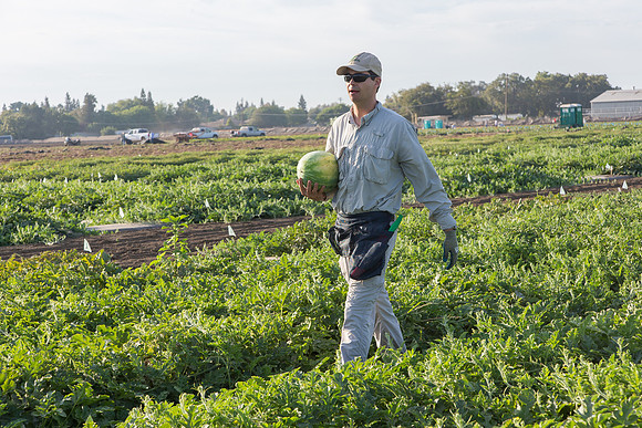 Watermelon_FieldDays_Woodland_CA_0090