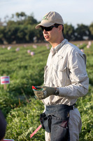Watermelon_FieldDays_Woodland_CA_0022