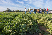 Watermelon_FieldDays_Woodland_CA_0074