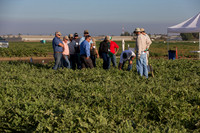 Watermelon_FieldDays_Woodland_CA_0055