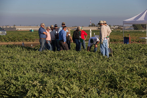 Watermelon_FieldDays_Woodland_CA_0055