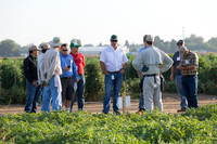 Watermelon_FieldDays_Woodland_CA_0013