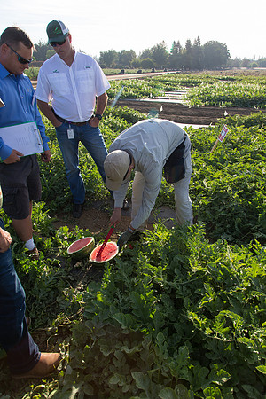 Watermelon_SV3105WA_CA_0021