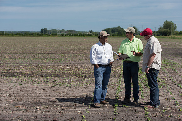 DownyMildew_Trial_MI_0020