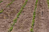DownyMildew_Trial_MI_0022