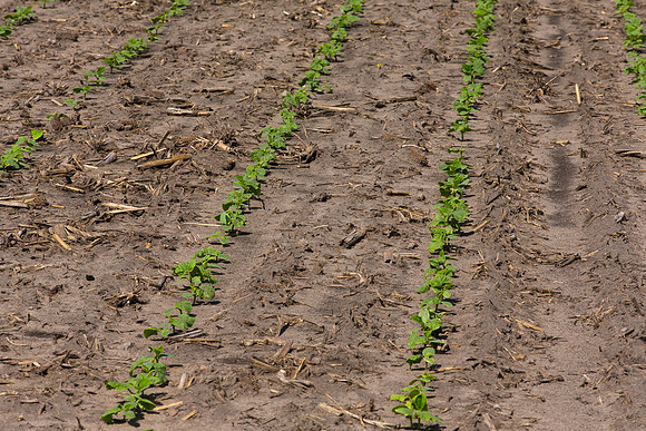 DownyMildew_Trial_MI_0022