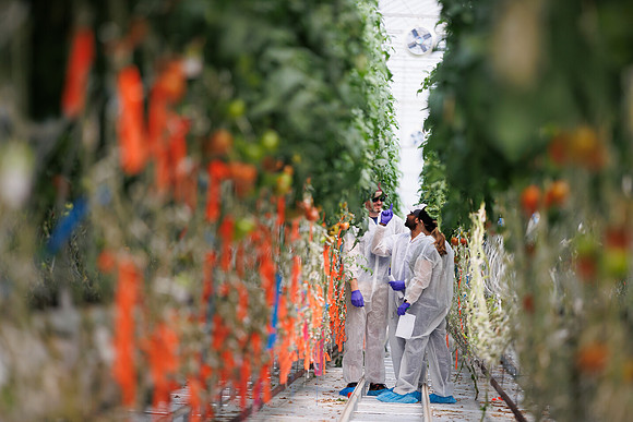 Tomato_DeRuiter_Kingsville_2022_516