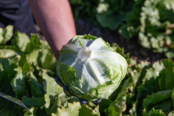 Moneyball_Lettuce_22