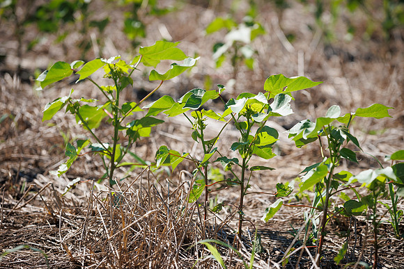 ThryvOn_2022_GriggsFarms_cdp_102