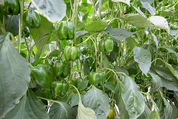 BellPepper_Luzon_MX_0005