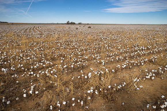 RRXCottonTexas_cdp_1932