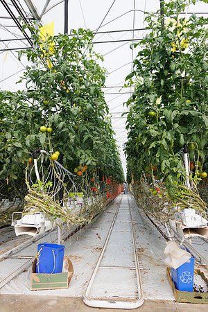 Tomato_DeRuiter_Kingsville_2022_492