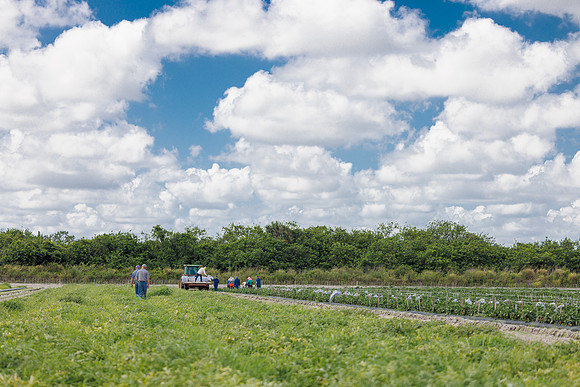 Seminis2024_FL_Felda_342