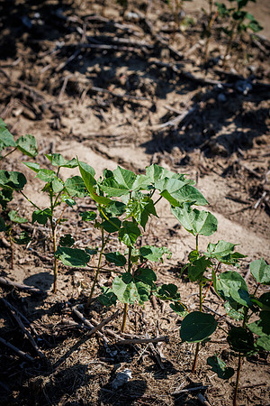 ThryvOn_2022_TurnageFarms_cdp_215