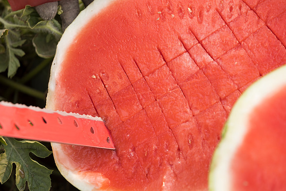Watermelon_SVWA6179_CA_11