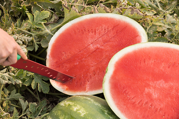 Watermelon_SVWA6179_CA_9