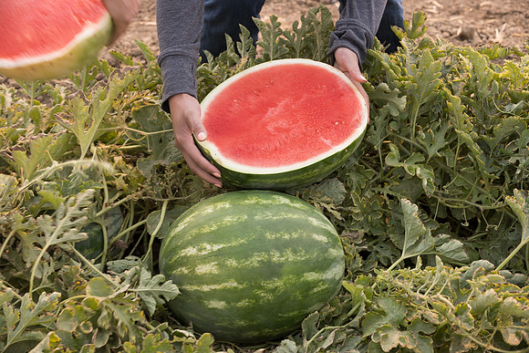 Watermelon_SVWA6179_CA_5