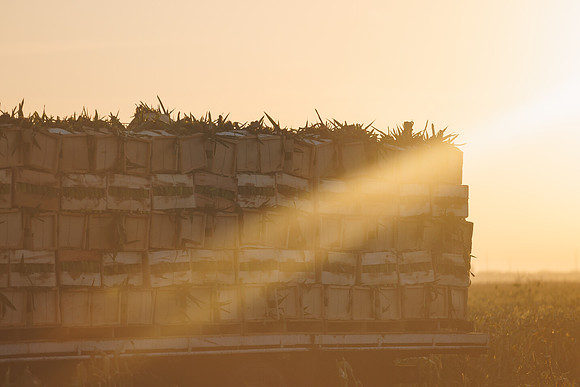 Seminis2022_FL_JEM_50