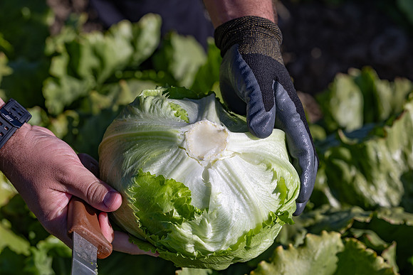 Moneyball_Lettuce_30