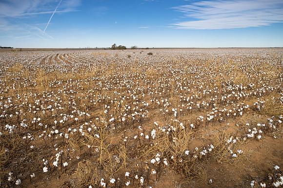 RRXCottonTexas_cdp_1925