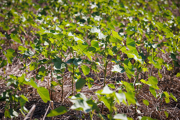 ThryvOn_2022_GriggsFarms_cdp_57