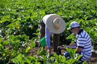 Squash_FieldDays_Woodland_CA_0044