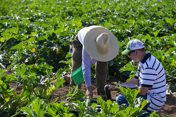 Squash_FieldDays_Woodland_CA_0044