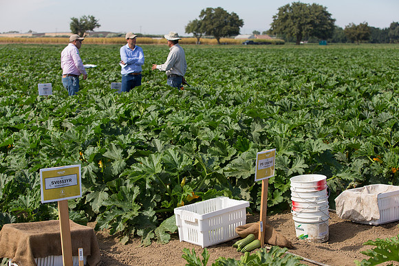Squash_FieldDays_Woodland_CA_0147