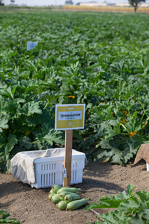 Squash_FieldDays_Woodland_CA_0111
