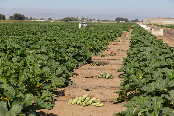 Squash_FieldDays_Woodland_CA_0002