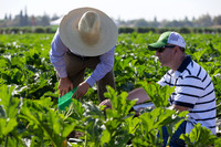 Squash_FieldDays_Woodland_CA_0046