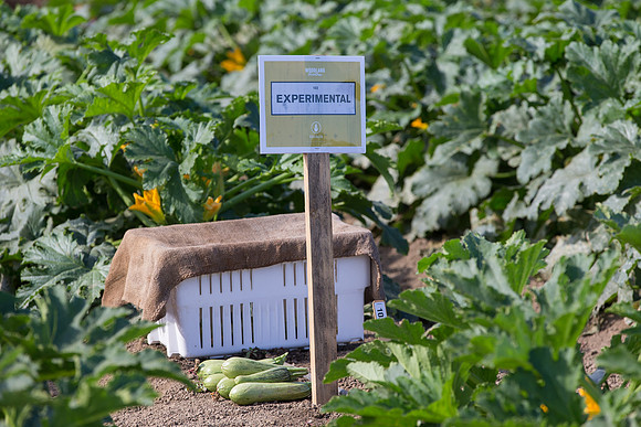 Squash_FieldDays_Woodland_CA_0107