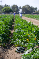 Squash_FieldDays_Woodland_CA_0081