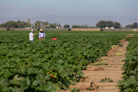 Squash_FieldDays_Woodland_CA_0006