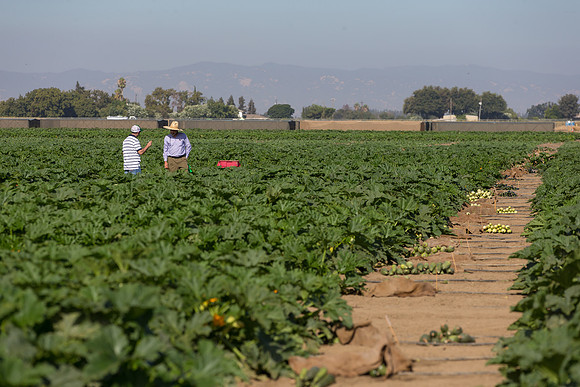 Squash_FieldDays_Woodland_CA_0006