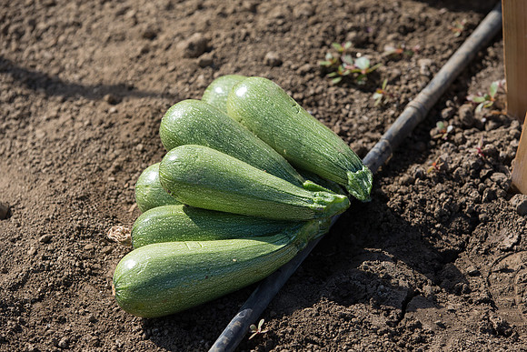 Squash_FieldDays_Woodland_CA_0001
