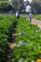 Squash_FieldDays_Woodland_CA_0092