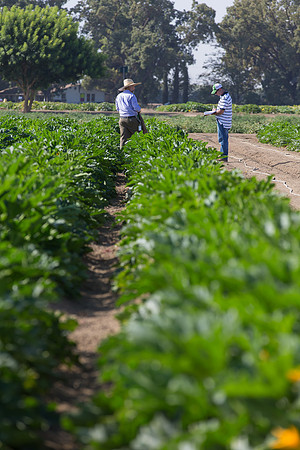 Squash_FieldDays_Woodland_CA_0092