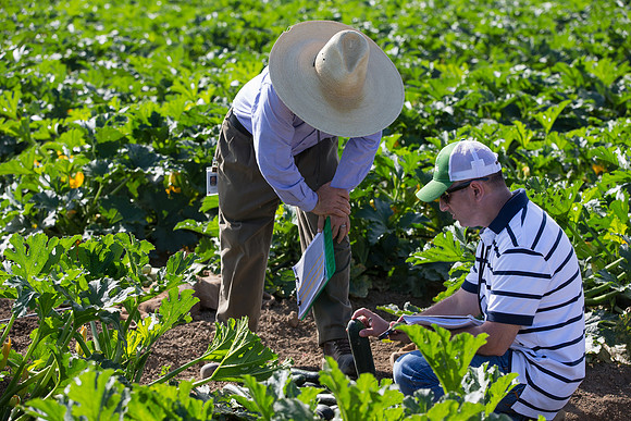 Squash_FieldDays_Woodland_CA_0041