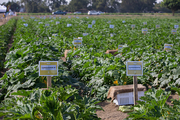Squash_FieldDays_Woodland_CA_0103